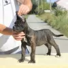 Zdjęcie №3. Cane Corso szczenięta na sprzedaż. Serbia