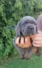 Zdjęcie №4. Sprzedam cane corso w Loznica.  - cena - negocjowane