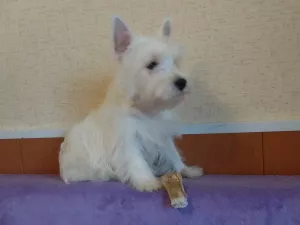 Zdjęcie №2 do zapowiedźy № 6129 na sprzedaż  west highland white terrier - wkupić się Federacja Rosyjska od żłobka, hodowca