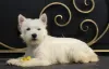 Zdjęcie №4. Sprzedam west highland white terrier w Москва. prywatne ogłoszenie, od żłobka, hodowca - cena - 2836zł