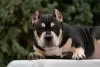 Zdjęcie №4. Sprzedam american bully w Rostów nad Donem. hodowca - cena - negocjowane