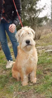 Zdjęcie №4. Sprzedam irish soft coated wheaten terrier w Smoleńsk. od żłobka, hodowca - cena - 1699zł