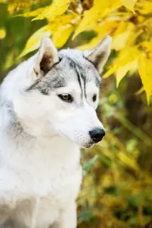 Zdjęcie №3. Hodowany husky, rodowód KSU / FCI. Ukraina