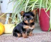 Zdjęcie №2 do zapowiedźy № 63810 na sprzedaż  yorkshire terrier - wkupić się Niemcy 