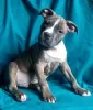 Dodatkowe zdjęcia: Wspaniały samiec American Staffordshire Terrier