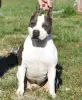 Dodatkowe zdjęcia: American Staffordshire Terrier Piękne Szczenięta