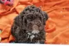 Zdjęcie №1. lagotto romagnolo - na sprzedaż w Zagreb | 7923zł | Zapowiedź №51660