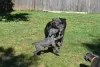 Zdjęcie №2 do zapowiedźy № 129527 na sprzedaż  cane corso - wkupić się USA prywatne ogłoszenie