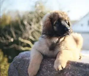 Zdjęcie №4. Sprzedam leonberger w Grodno. od żłobka - cena - 3850zł