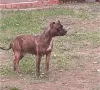 Dodatkowe zdjęcia: Pit bull terrier szczeniak