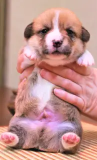 Dodatkowe zdjęcia: Welsh Corgi Pembroke Puppies