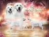 Zdjęcie №1. golden retriever - na sprzedaż w Zaporoże | negocjowane | Zapowiedź №74751