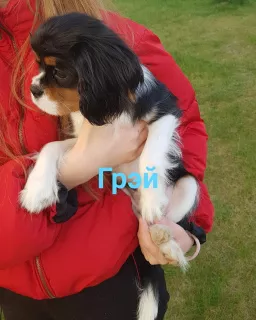 Zdjęcie №1. cavalier king charles spaniel - na sprzedaż w Zhodino | negocjowane | Zapowiedź №6450