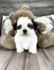 Zdjęcie №3. Piękne szczenięta Shih Tzu. Niemcy