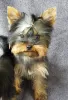 Zdjęcie №2 do zapowiedźy № 8922 na sprzedaż  yorkshire terrier - wkupić się Ukraina 