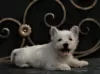 Dodatkowe zdjęcia: suczka szczeniaka west highland white terrier