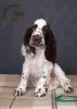 Zdjęcie №1. springer spaniel angielski - na sprzedaż w Kijów | 5729zł | Zapowiedź №11174