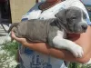 Zdjęcie №2 do zapowiedźy № 55297 na sprzedaż  american bully - wkupić się Federacja Rosyjska prywatne ogłoszenie