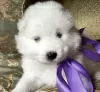 Zdjęcie №3. Szczenięta Samoyed. Niemcy