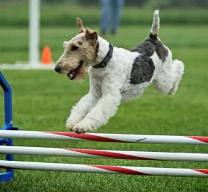 Zdjęcie №1. fox terrier - na sprzedaż w Archangielsk | 5662zł | Zapowiedź №7083