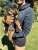 Zdjęcie №1. rottweiler - na sprzedaż w Effretikon | 2153zł | Zapowiedź №129180