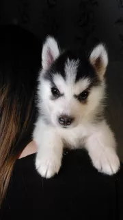 Dodatkowe zdjęcia: Szczenięta Siberian Husky. Miot na literę X