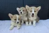 Dodatkowe zdjęcia: Szczenięta Welsh Corgi Pembroke