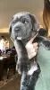 Zdjęcie №3. Rasowe szczenięta Cane Corso. USA