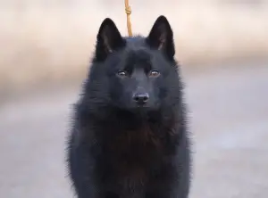 Zdjęcie №2 do zapowiedźy № 4414 na sprzedaż  schipperke - wkupić się Federacja Rosyjska od żłobka, hodowca