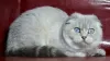 Zdjęcie №1. scottish fold - na sprzedaż w Dnipro | 2674zł | Zapowiedź № 6093