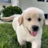 Zdjęcie №3. Szczenięta golden retrievera są już dostępne w sprzedaży. Niemcy