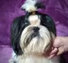 Dodatkowe zdjęcia: Shih tzu