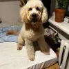 Zdjęcie №2. Usługi krycia labradoodle. Cena - negocjowane