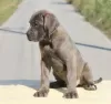 Dodatkowe zdjęcia: Cane Corso szczenięta na sprzedaż