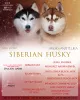 Zdjęcie №1. husky syberyjski - na sprzedaż w Браслав | 1343zł | Zapowiedź №7802