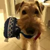 Zdjęcie №1. airedale terrier - na sprzedaż w Bucharest | 1256zł | Zapowiedź №70060