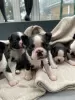 Zdjęcie №3. Gezondheid otrzymał szczenięta rasy Boston Terrier. Belgia