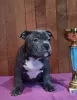 Zdjęcie №1. american bully - na sprzedaż w Lwów | 7474zł | Zapowiedź №33345