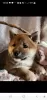 Dodatkowe zdjęcia: Shiba Inu, metryki ZKwP