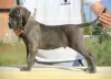 Dodatkowe zdjęcia: Cane Corso szczenięta na sprzedaż