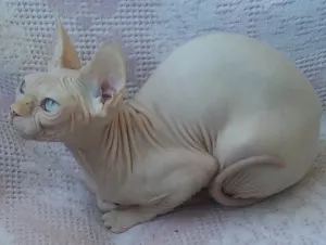 Zdjęcie №3. Elite Canadian Sphinx Cat. Ukraina