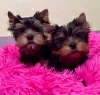 Zdjęcie №1. yorkshire terrier - na sprzedaż w Акаа | 1423zł | Zapowiedź №123772