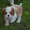 Dodatkowe zdjęcia: Cavalier King Charles Spaniel ZKWP/FCI