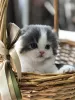 Zdjęcie №1. scottish fold - na sprzedaż w Astrachań | 755zł | Zapowiedź № 7726