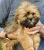 Zdjęcie №1. lhasa apso - na sprzedaż w Zürich | 1581zł | Zapowiedź №13697