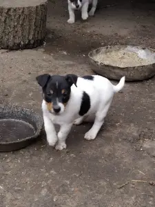 Zdjęcie №4. Sprzedam jack russell terrier w Смела. hodowca - cena - 1700zł