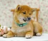 Dodatkowe zdjęcia: Shiba Inu. Szczenięta