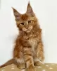 Zdjęcie №1. maine coon - na sprzedaż w Berlin | 2930zł | Zapowiedź № 104564