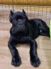 Zdjęcie №2 do zapowiedźy № 98502 na sprzedaż  cane corso - wkupić się Federacja Rosyjska hodowca