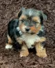 Zdjęcie №1. yorkshire terrier - na sprzedaż w Switzerland | 1435zł | Zapowiedź №129056